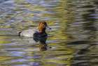 Duck swimming in autumn water Art Print